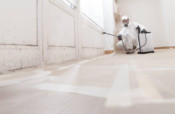 Black mold remediation team in Riverdale