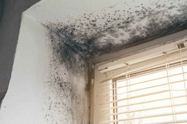 Mold Removal service in Riverdale